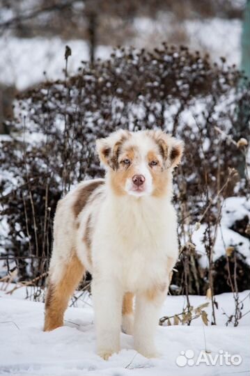 Австралийская овчарка