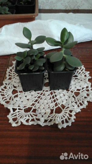 Комнатные цветы Толстянка, денежное дерево