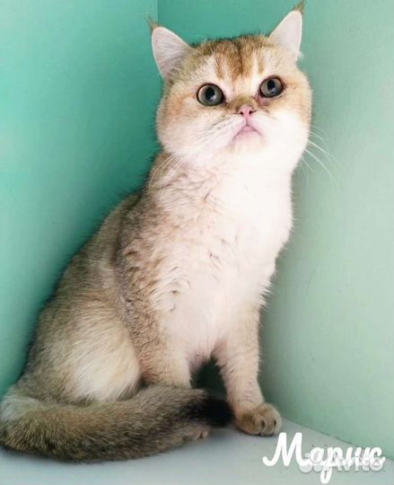 Кошка в дар бесплатно