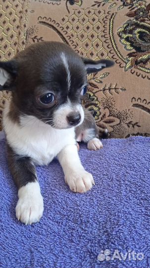 Чихуахуа, девочка, 2мес