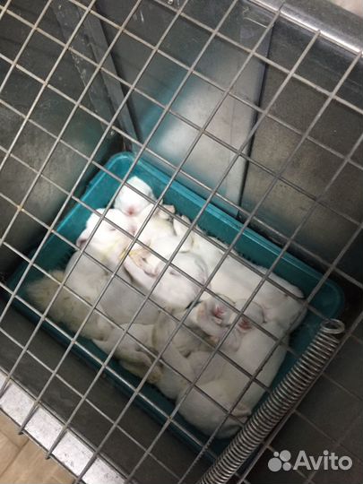 Белый паннон