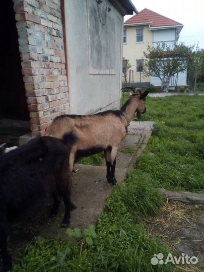 Козы дойные