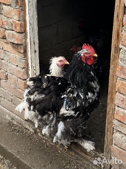 Петухи брама