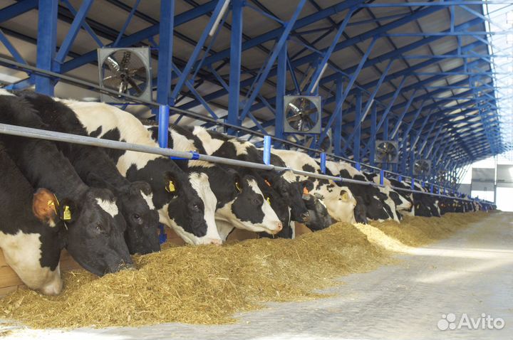 Разгонный вентилятор для крс AF1000