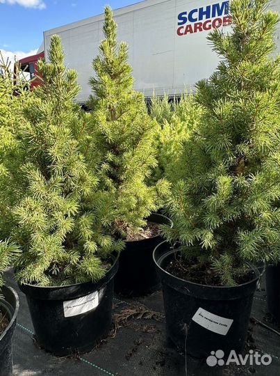 Ель колючая саженцы Глауконика