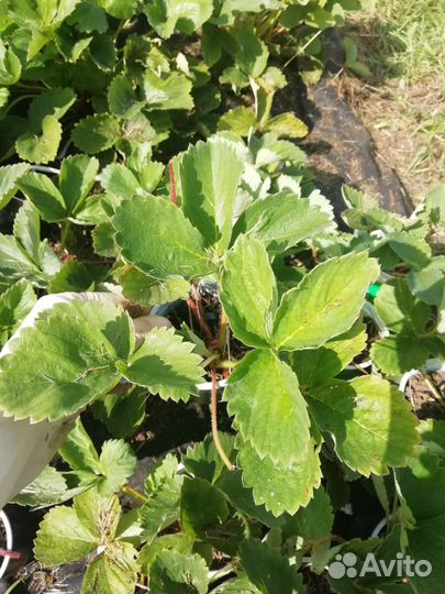 Саженцы клубники укорененные