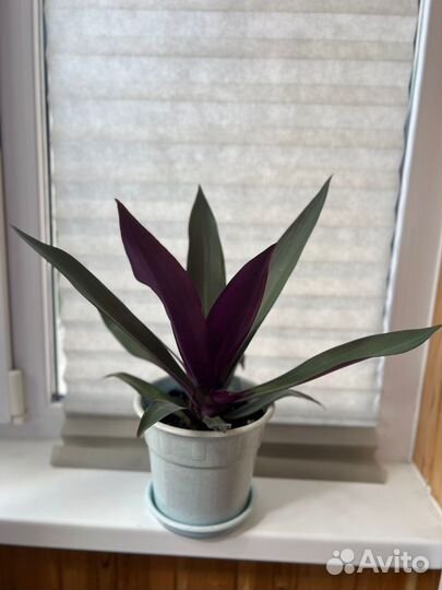 Традесканция рэо