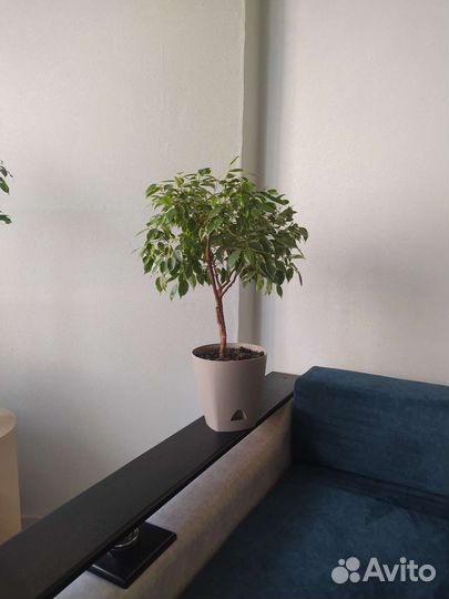 Фикус пёстрый