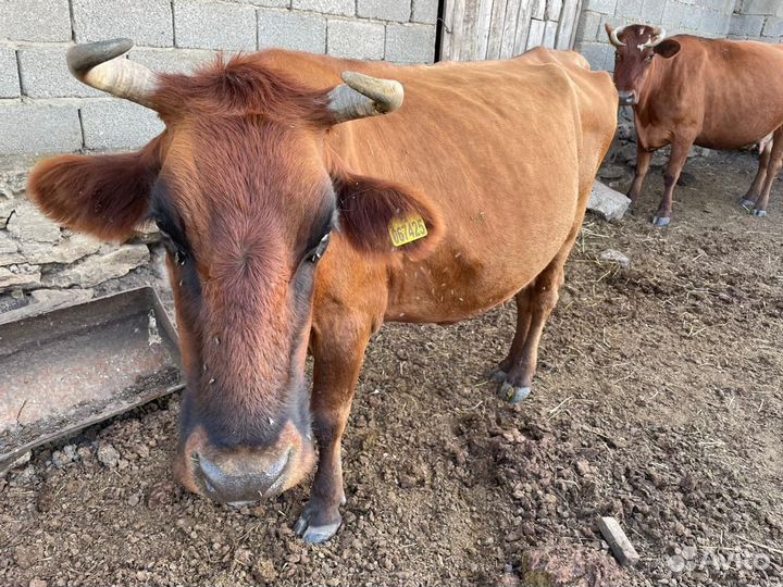 Продаю коровы