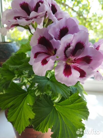 Королевская пеларгония