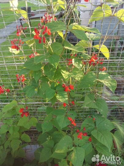 Фасоль декоративная