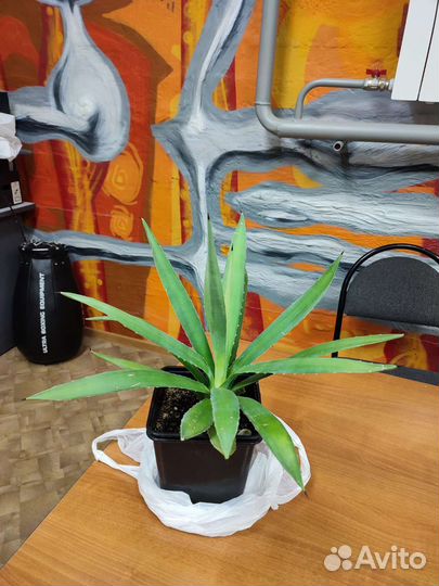 Агава голубая