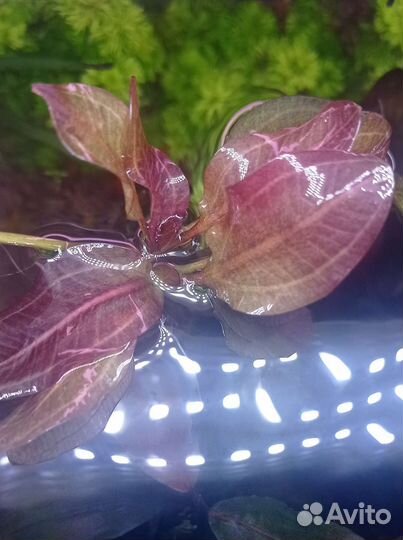 Эхинодорусы красные