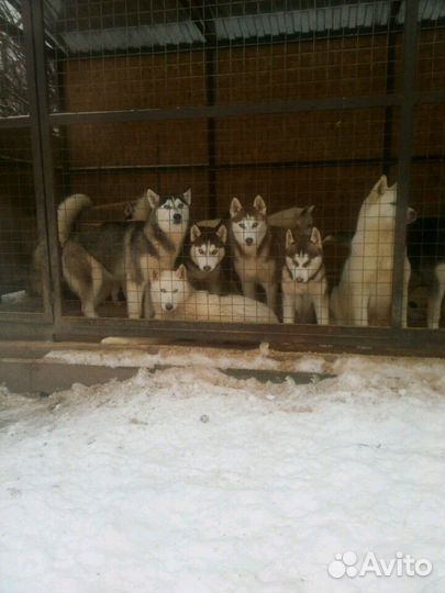 Породы разнообразные