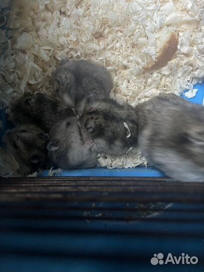 Джунгарский хомяк беспоатно