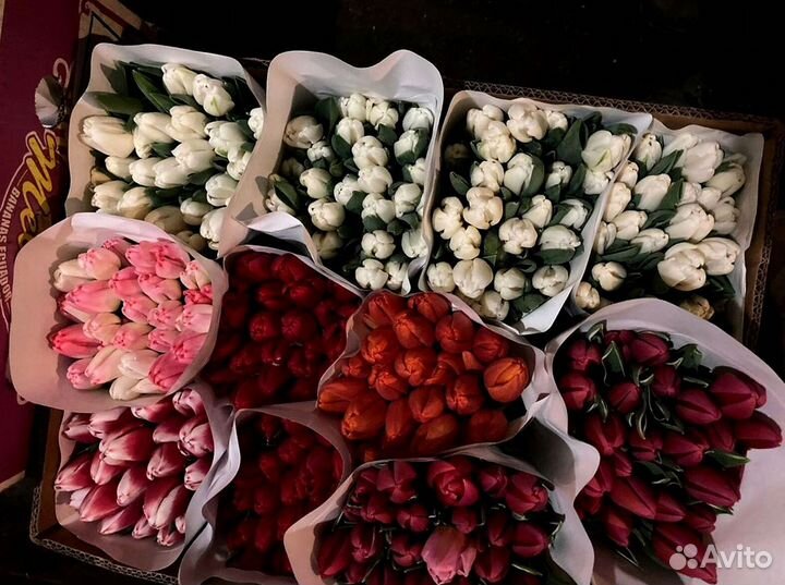Тюльпаны оптом