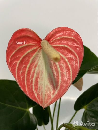 Антуриум Ливиум Оранж