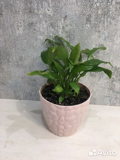 Спацифиллум