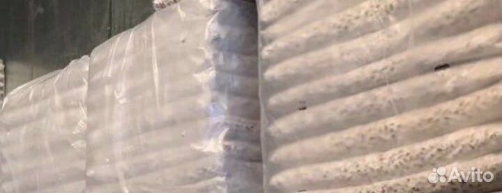 Мицелий вешенки