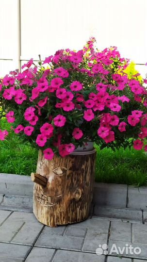 Петуния в кашпо