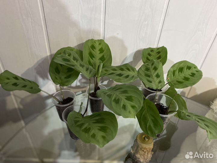 Маранта, монстера Манки