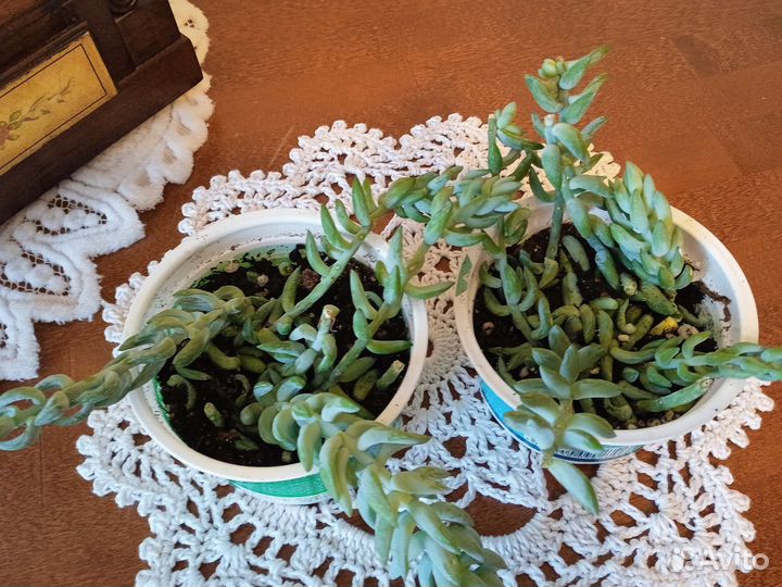 Очиток Моргана