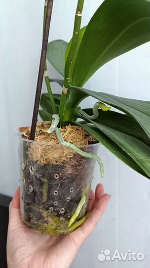 Орхидея Биг лип Экспрессио