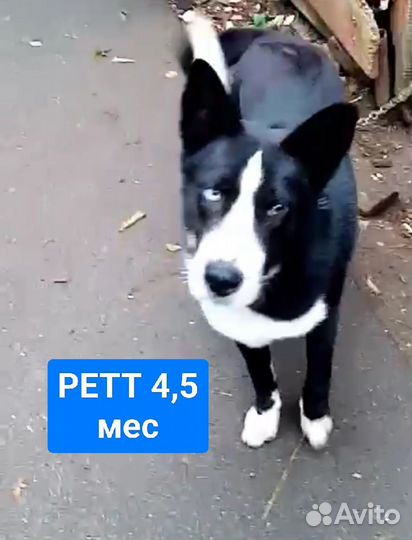 Щенок мальчик 4,5 мес. Ретт