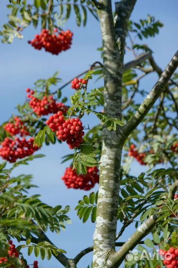 Саженцы красной рябины