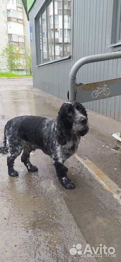 Спаниель для вязки