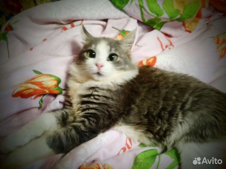 Котенок Василина