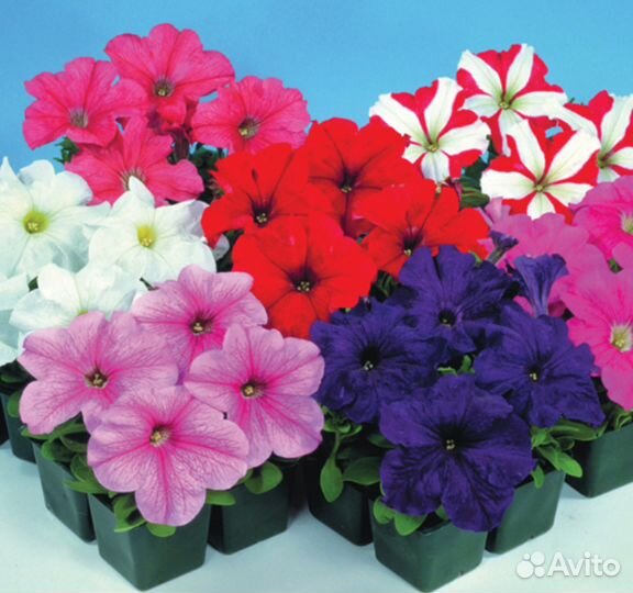 Семена профессиональные