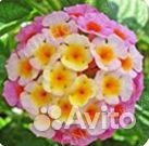 Лантана разные сорта