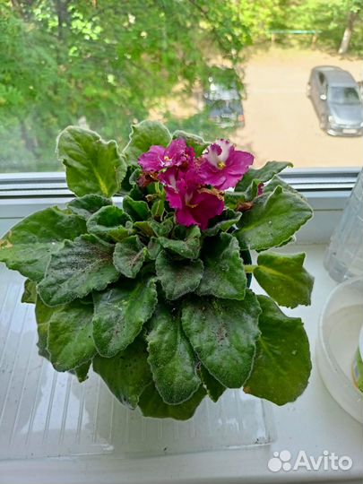 Фиалки,педилантус комнатные цветы