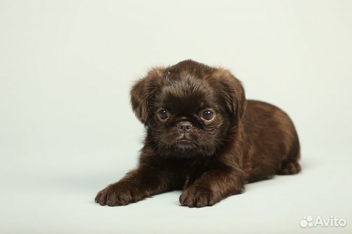 Гриффоны и Брабансоны