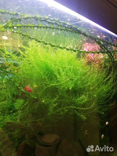 Растение мох для аквариума креветок Люберцы