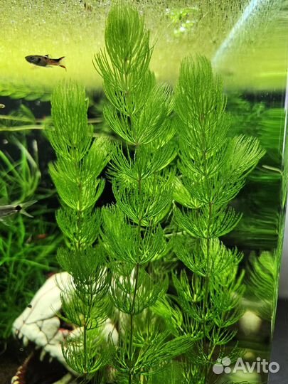 Растения для аквариума