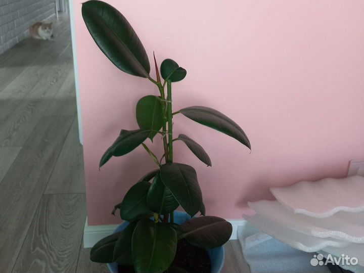 Фикус каучуконосный (эластика) большой