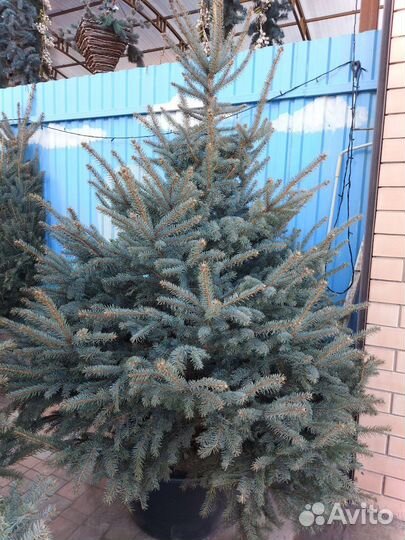 Ель 1.5м