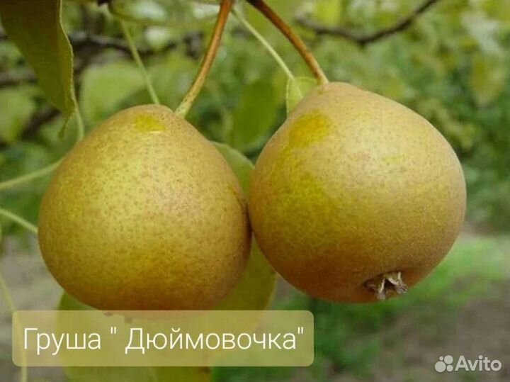 Груша 