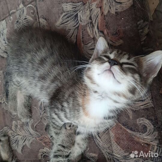 Кошки бесплатно