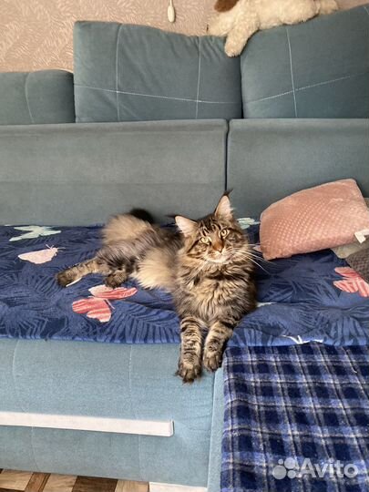 Котята мейкун