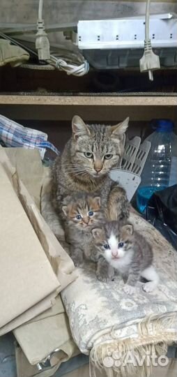 Котята в добрые руки