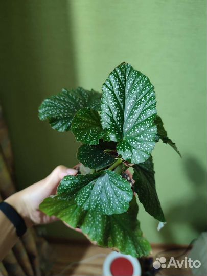 Комнатные цветы