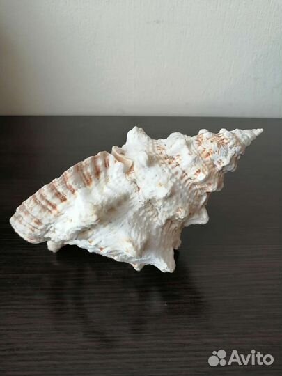 Ракушка морская большая