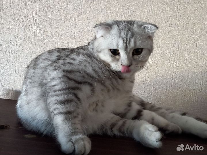 Шотландские мишутки