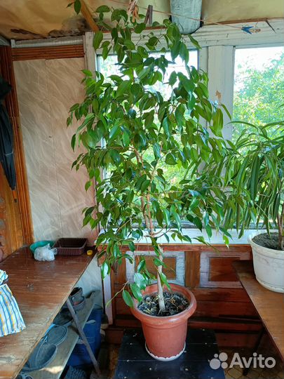 Фикус Бенджамина