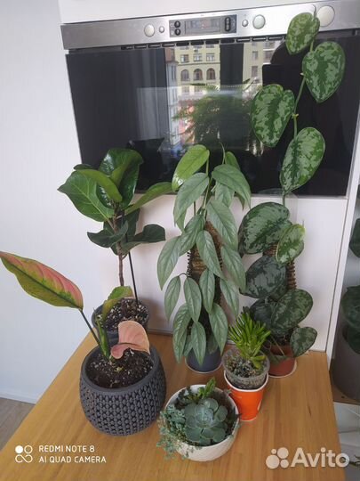 Комнатные растения