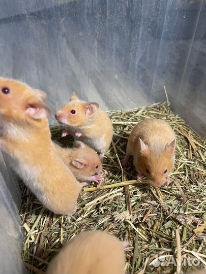 Сирийский хомячок бесплатно