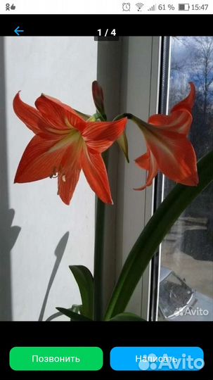 Комнатные цветы разные